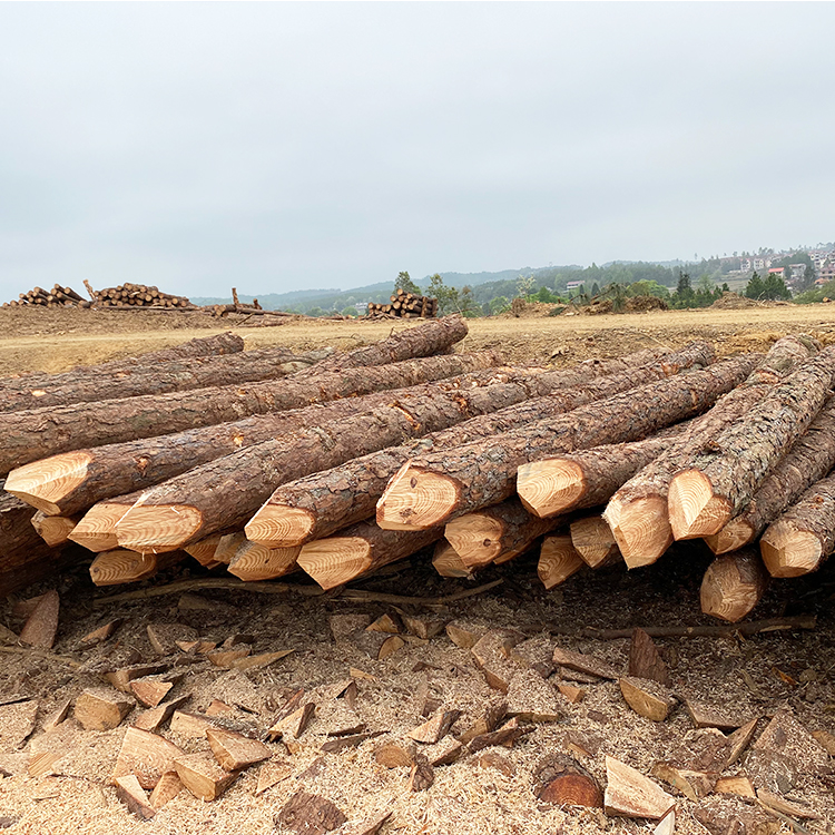 松木樁能用多少年？