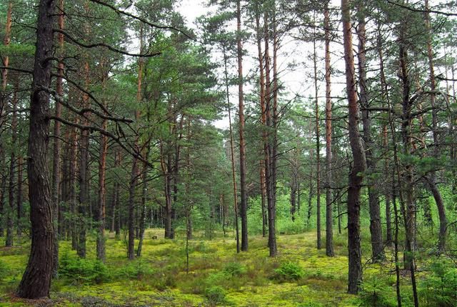 中國(guó)主要的松木產(chǎn)地有哪些，不同產(chǎn)地的松木有哪些區(qū)別