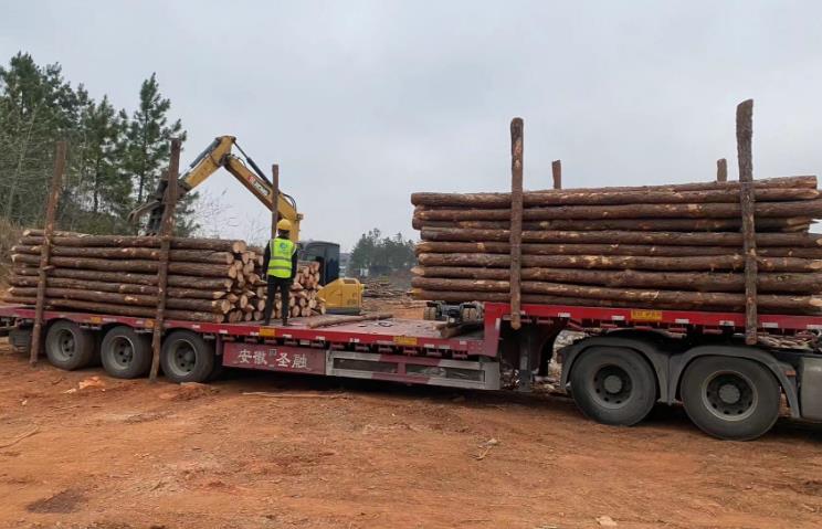 松木樁和杉木樁哪個更適合打木樁？兩者區(qū)別有哪些？