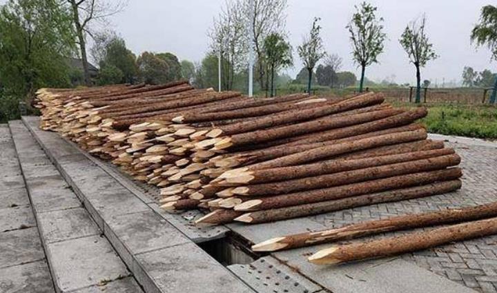 杉木樁為什么這么受歡迎？杉木樁有哪些優(yōu)點(diǎn)和缺點(diǎn)？