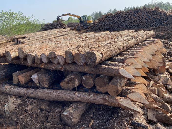 松木樁可做永久基礎(chǔ)處理(打造最牢固基礎(chǔ)，松木樁無(wú)可比擬)