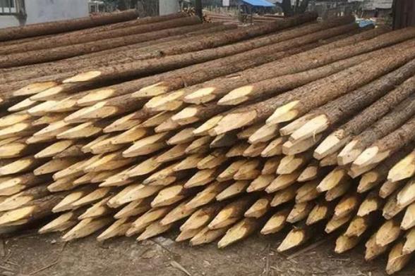 松木樁為什么要削尖，松木樁削尖技巧