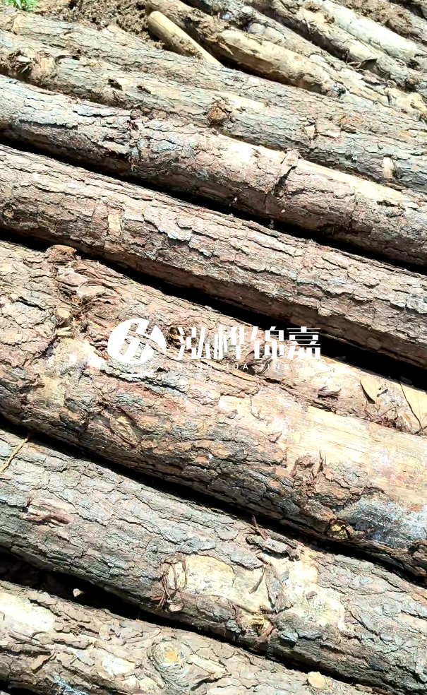 佛山松木樁源頭廠家-松木樁和杉木樁在河道治理中哪個更耐用？