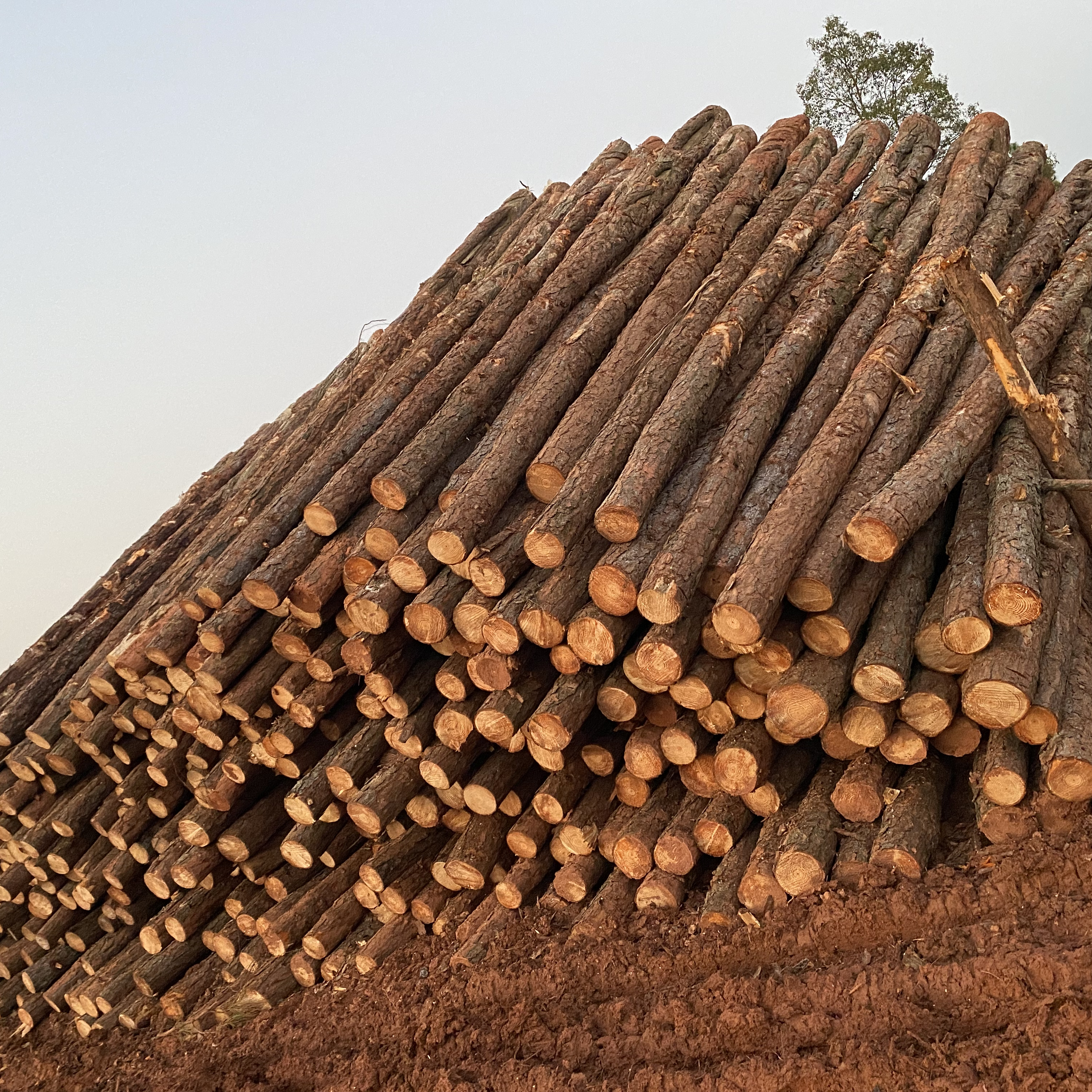 松木樁廠家泓樺錦嘉-松木樁施工后出現(xiàn)松動(dòng)怎么加固？