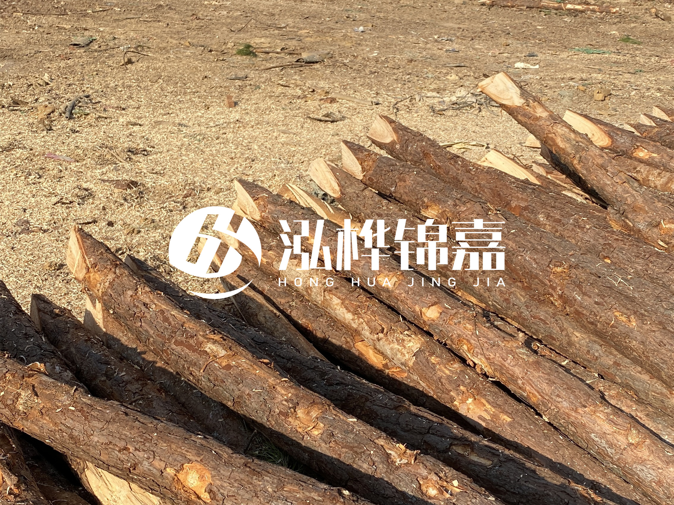 松木樁施工隊泓樺錦嘉 - 落葉松的直徑能達到20cm嗎？